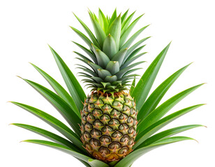 Pineapple Plant with Young Green Pineapple Fruit, isolated on transparent background