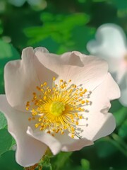 Close-up of a delicate wild rose in soft sunlight