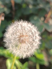 A close-up of a dandelion seed head.