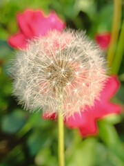 Close-up of a fluffy dandelion seed head in a garden with a blurred pink flower