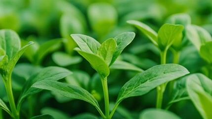 Close-up of fresh green herbs, healthy cooking, vibrant, natural