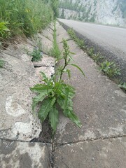 Plant growing through a crack in the concrete near a road