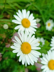Close-up of beautiful daisies in a summer garden