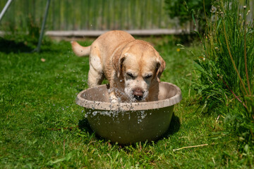 On a sunny day, a golden labrador retriever enjoys refreshing water from a bowl placed on a vibrant...