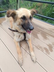 Happy dog laying on a wooden deck with tongue out