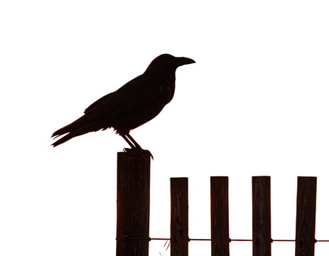 Silhouette of Crow on Fence Post at Sunset, isolated on transparent background