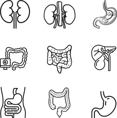 Digestive & Urinary System Icons – Human Anatomy Medical Vector Set