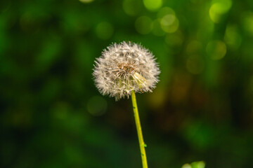 Single dandelion stands proudly between rocks, basking in warm sunlight. Lush green foliage creates...