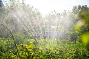 Automatic sprinkler watering lush green plants in a backyard garden on a sunny summer day, providing much needed hydration for healthy growth