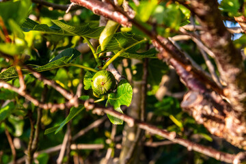 Ficus carica pertenece a la familia Moraceae.