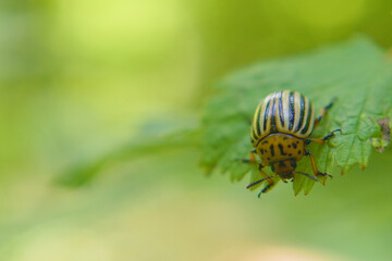 Colorado potato beetle (Leptinotarsa decemlineata) sits on a leaf