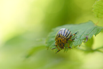 Colorado potato beetle (Leptinotarsa decemlineata) sits on a leaf