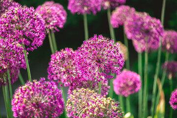 Purple allium flowers are blooming, creating a stunning visual display with their vibrant...