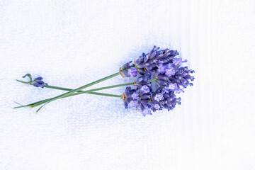 Lavender sprig on cotton fabric, terry material, blouse, bodysuit. Lavender in а pocket. Softener, fragrance for clothes concept.