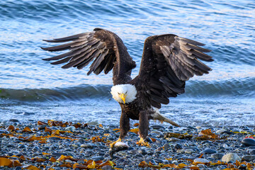 Bald Eagle Hunting in Alaska