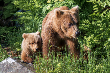 Brown Bear Swimming Scavenging and Swimming in Alaska