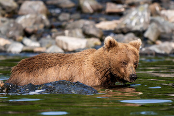Brown Bear Swimming Scavenging and Swimming in Alaska