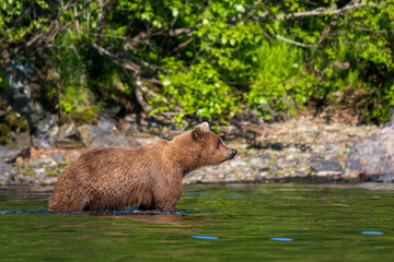 Brown Bear Swimming Scavenging and Swimming in Alaska