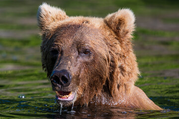 Obraz premium Brown Bear Swimming Scavenging and Swimming in Alaska