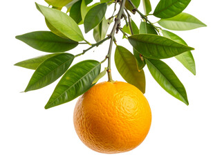 Single Orange Hanging from Branch with Sunlight Highlights, isolated on transparent background