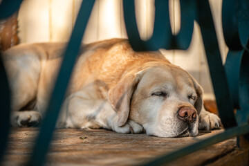 Golden labrador retriever enjoys a peaceful nap on a wooden porch, sunlight filtering through the...