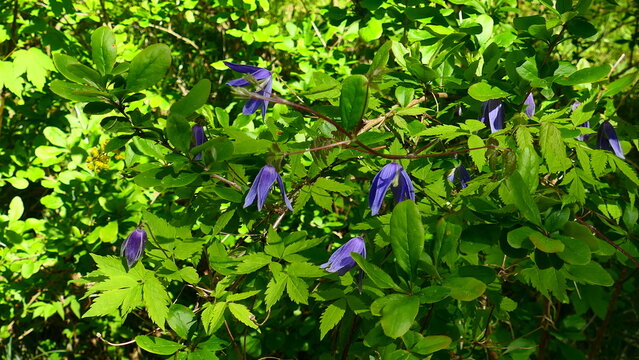 Clematis alpina, wilde Alpenwaldrebe 