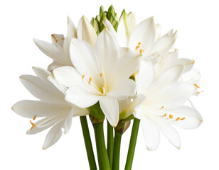 Single Tuberose Stem with White Blossoms, isolated on transparent background