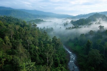 Misty tropical forest scene with lush greenery and flowing stream