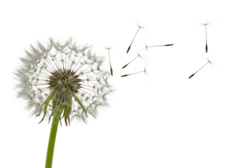 Vibrant green-stemmed dandelion puffball actively releasing delicate white, parachute-like seeds blowing away with dynamic movement, against a transparent, plain, isolated background with no shadows,