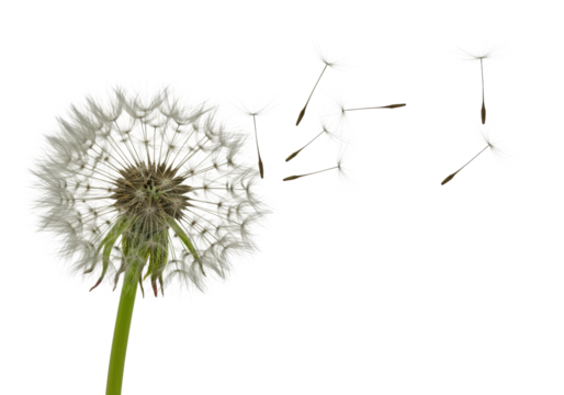 Vibrant green-stemmed dandelion puffball actively releasing delicate white, parachute-like seeds blowing away with dynamic movement, against a transparent, plain, isolated background with no shadows,