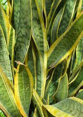 Sansevieria plant also known as Dracaena trifasciata or Snake plant close up. 