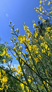 Spanish broom Spartium junceum, yellow-flowered plant against blue sky