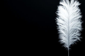 White feather contrasts beautifully on a dark backdrop