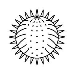 sea urchin line art illustration