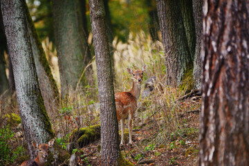 Fallow Deer Standing Still and Looking in Quiet Forest Woodland