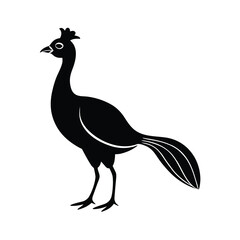 peacock vector illustration