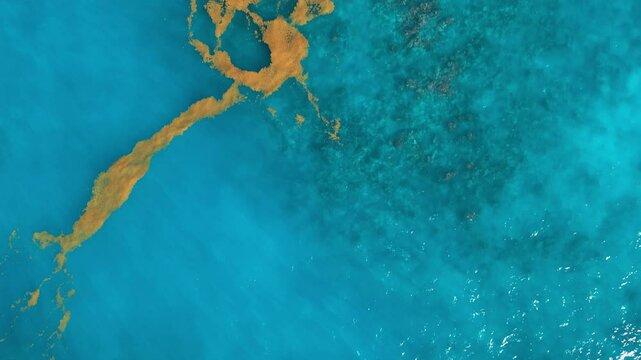 Sargassum seaweed in the turquoise Atlantic Ocean. Top view