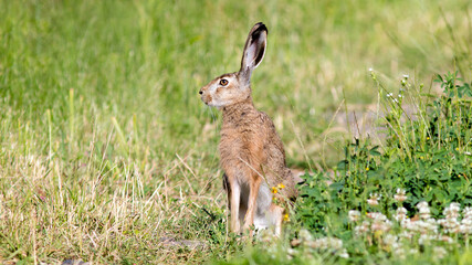 rabbit in the grass