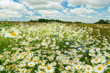 Blooming summer meadow filled with wild chamomile and cornflowers under a blue sky with fluffy clouds. Peaceful rural landscape symbolizing nature, freedom, and purity.