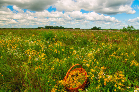 A basket full of freshly picked St. John's wort herbs in a summer wildflower meadow. Wild medicinal plants harvesting in the countryside. Natural herbal medicine and rural landscape.