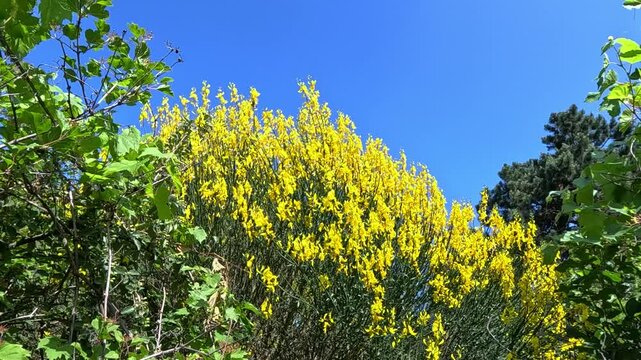 Spanish broom Spartium junceum, yellow-flowered plant against blue sky