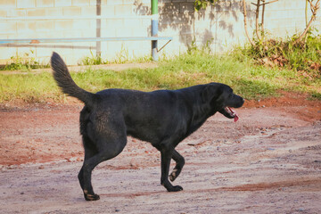 Cachorro preto caminhando