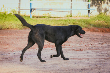 Cachorro preto caminhando