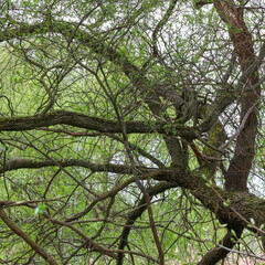 Tree branch closeup in a forest scene