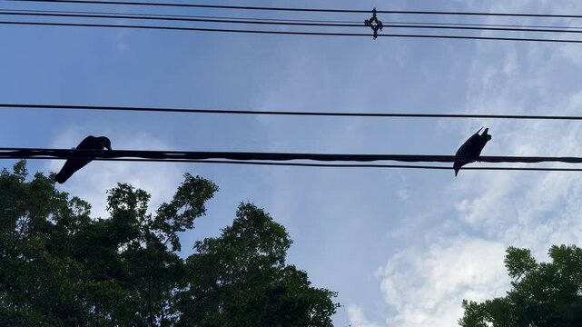 Backlit shot of two crows perched on a power line and looking at things.
