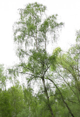 Tall trees in a forest landscape