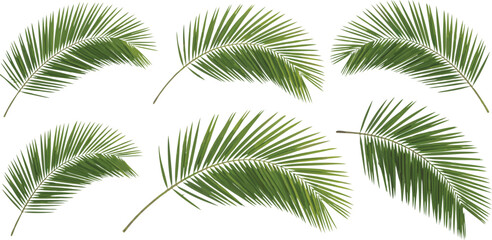 Six Green Palm Leaves Branches on White Background, Tropical Foliage Elements