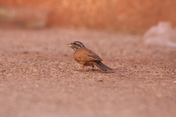 House bunting bird close up
