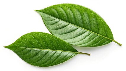 Obraz premium A single, fresh green leaf is isolated on a clean white background, showcasing its vibrant botany and natural vein details