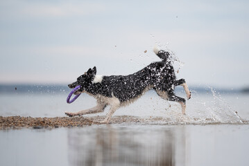 A black and white border collie sprints through the water at the beach, splashing water as it runs....